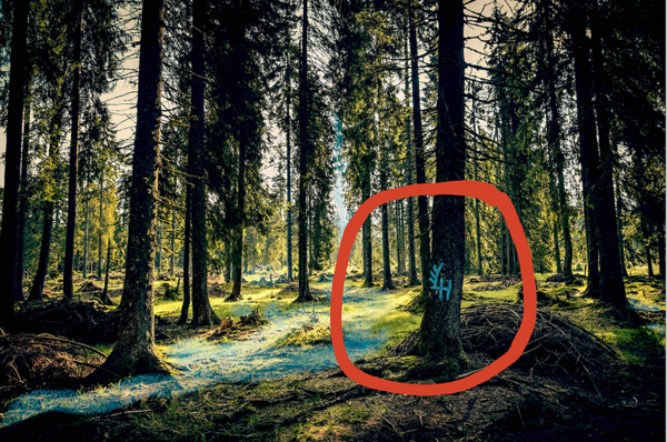 Waldbaden - oder das Glück vor lauter Bäumen ABGESAGT - WIRD NACHGEHOLT!