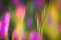 Feld mit Blumen