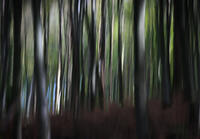 Mitten im Wald
