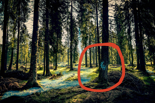 WALDBADEN oder das Glück vor lauter Bäumen