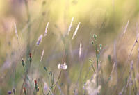 Sommerwiese